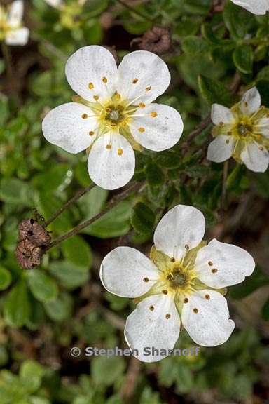 potentilla davurica 2 graphic